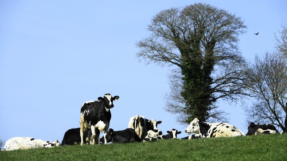 PHILIPPE MONTIGNY/FILIMAGEStroupeau laitier au paturage en hiver dans le finistere en bretagne
